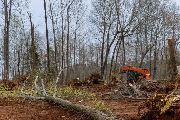 Port Chester, NY Tree Removal Services Company