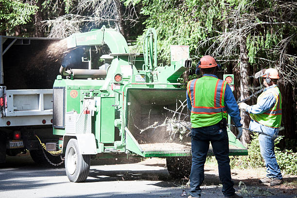 How Our Tree Care Process Works  in  Port Chester, NY