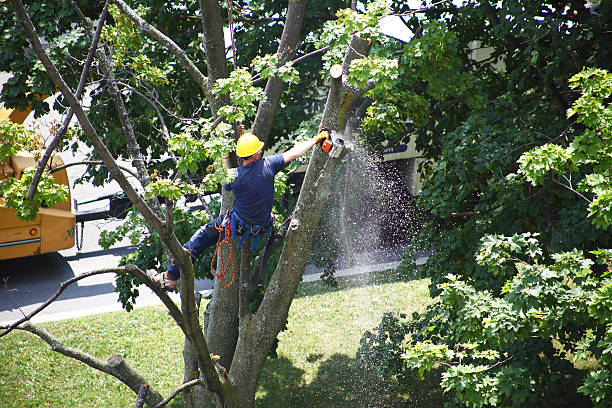 Best Utility Line Clearance  in Port Chester, NY